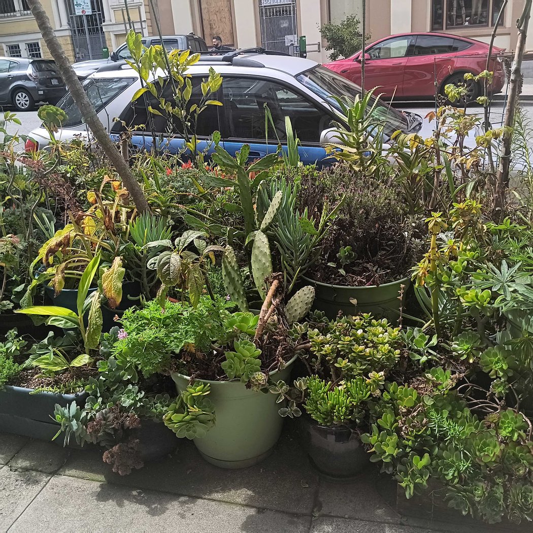 Belvedere Street Community Garden 2