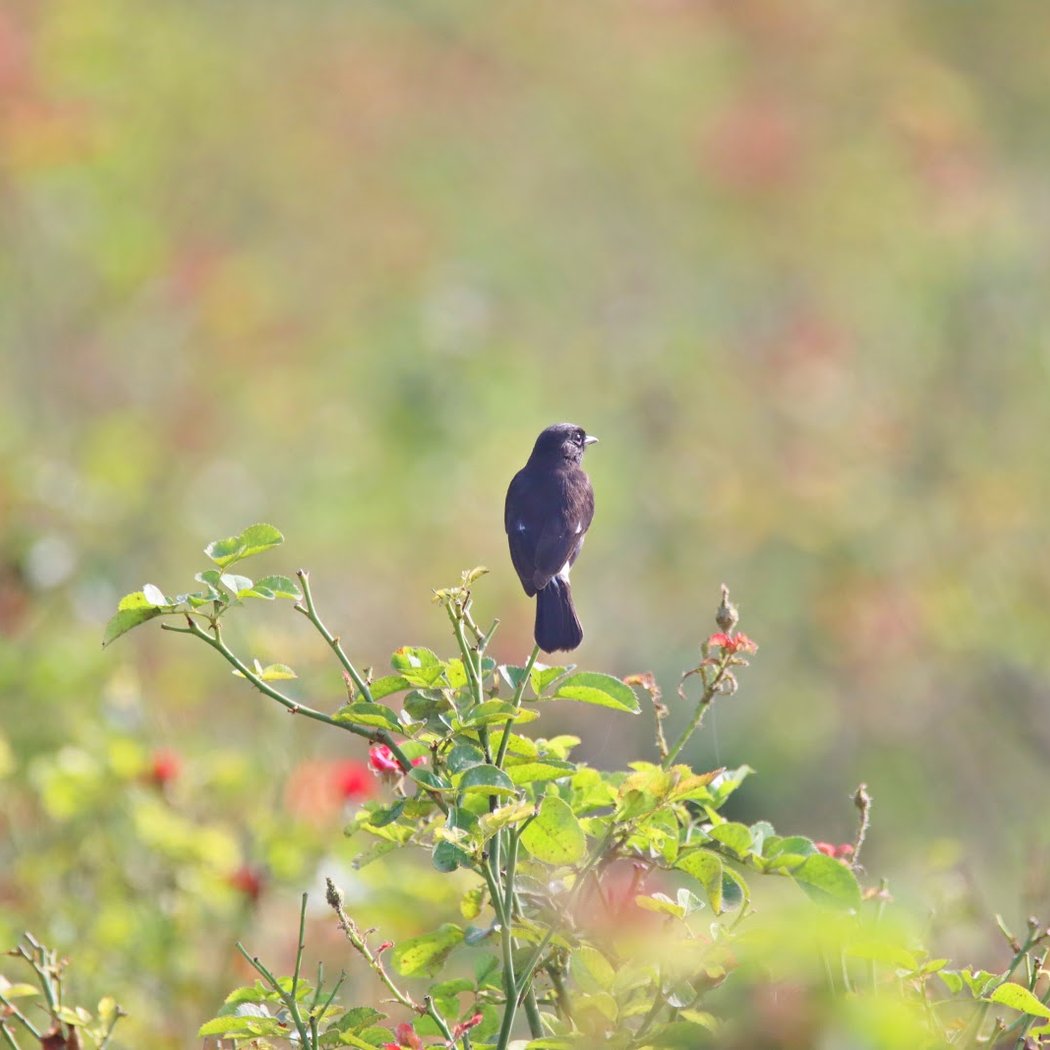 Kannamangala bird watching site 2