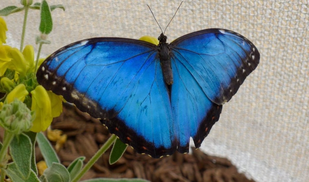 SOAR – Tropical Butterflies 4
