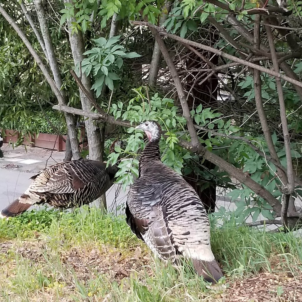 Ostrander Park 3