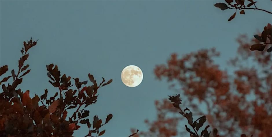 Full Moon Forest Bathing 3