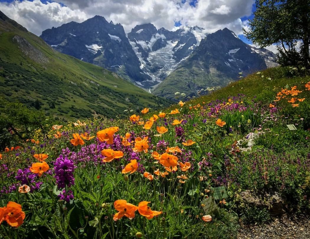 Gallery Alpe Alpine Botanical Garden Lautaret 1