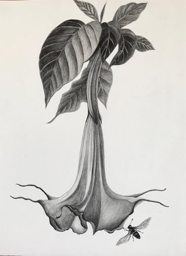 Drawing Nature, Still Life, Landscapes with Afsaneh Michaels 2
