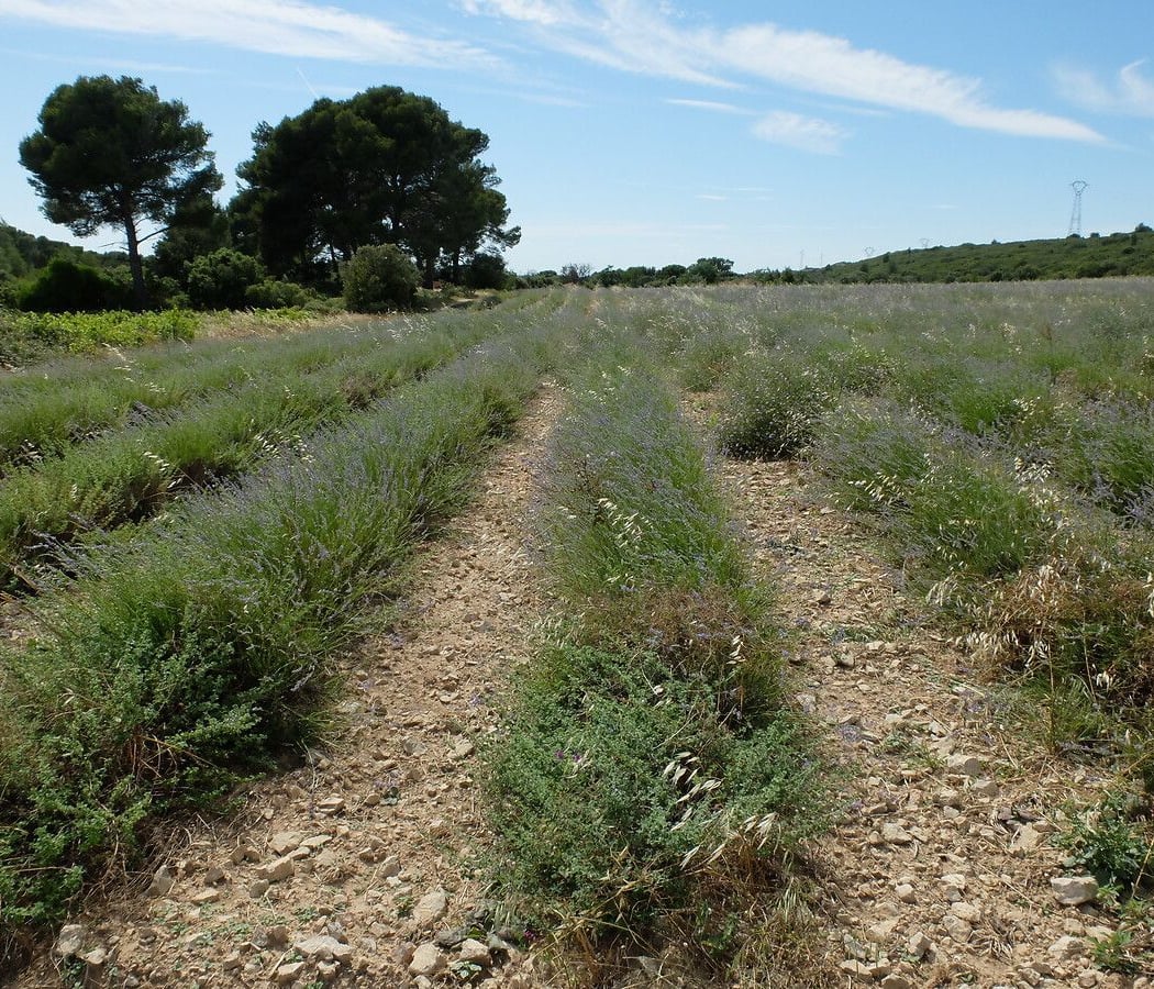 Les Quatre Termes 4