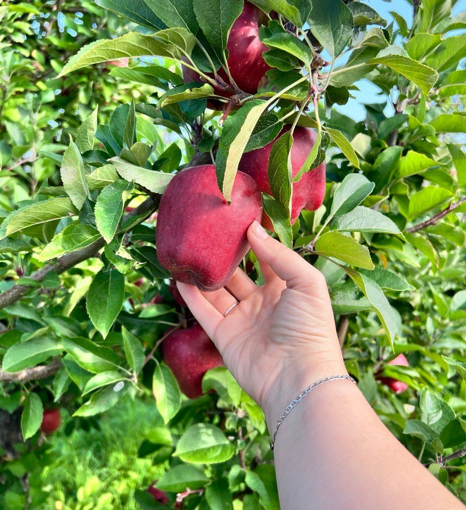 Masker Orchards 2