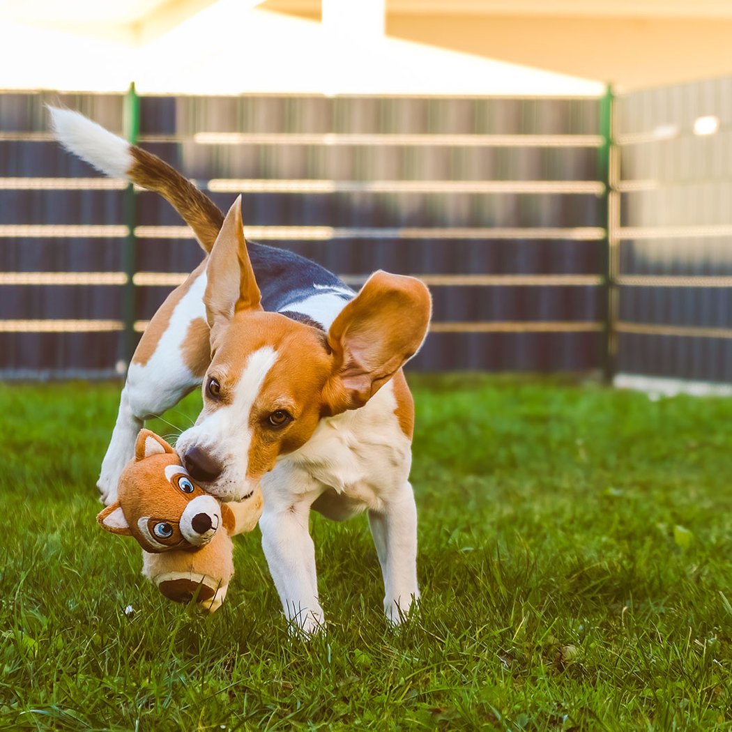 A Day for the Dogs 2