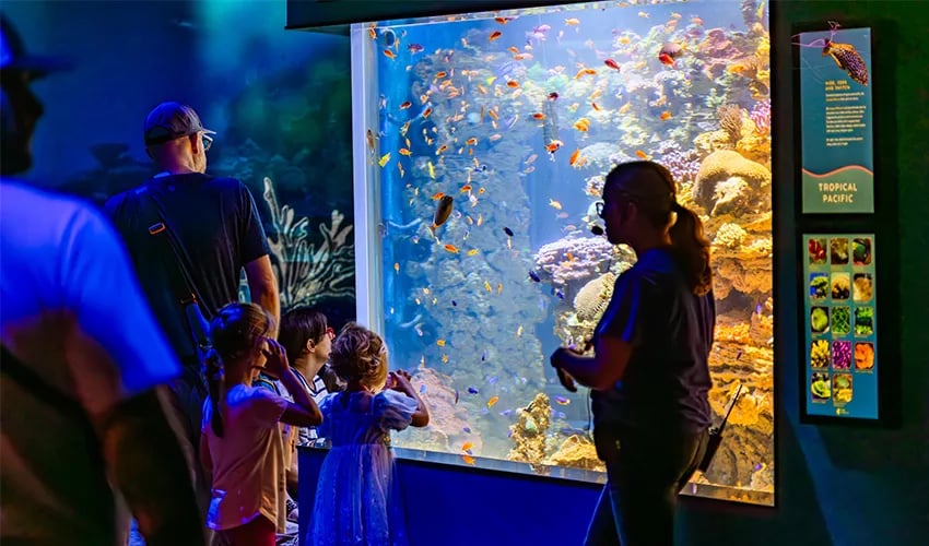 Coral Feeding