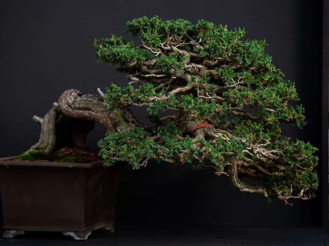 Bonsai & Blossoms 1