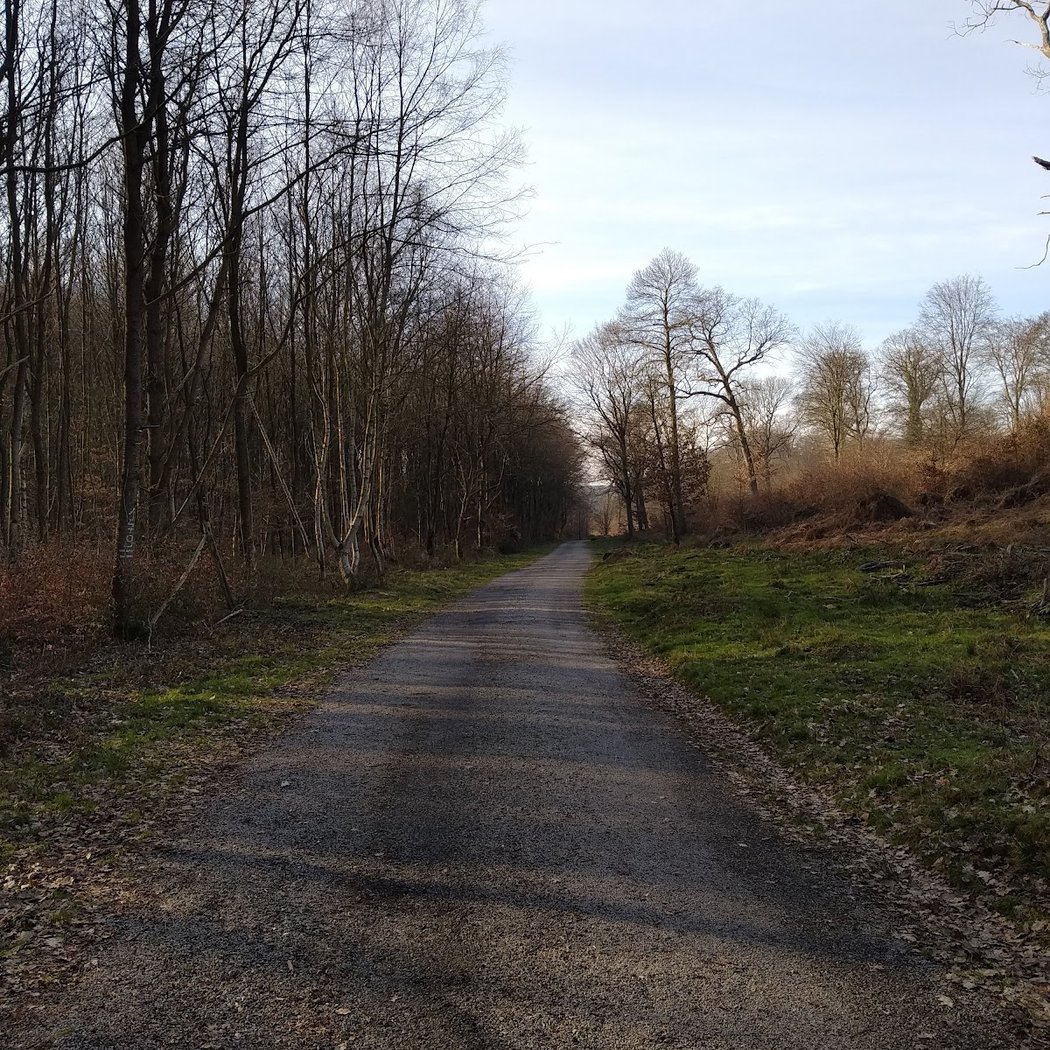 La Forêt monumentale 3