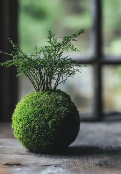 Kokedama Class 1