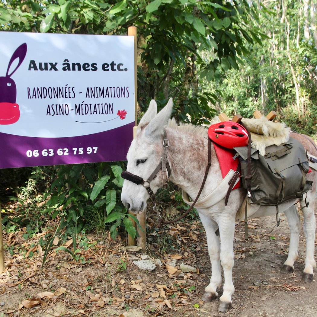 A la découverte des ânes 2