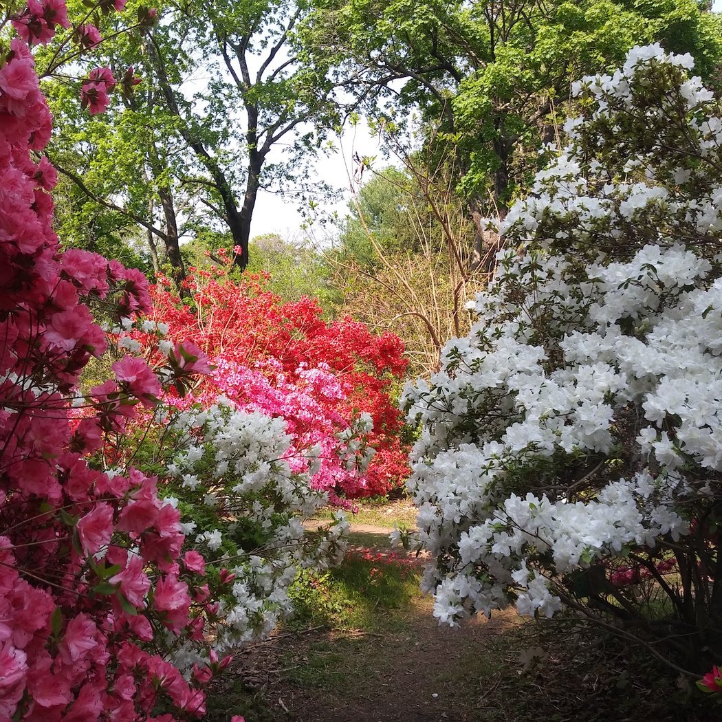 Kinney Azalea Gardens 2