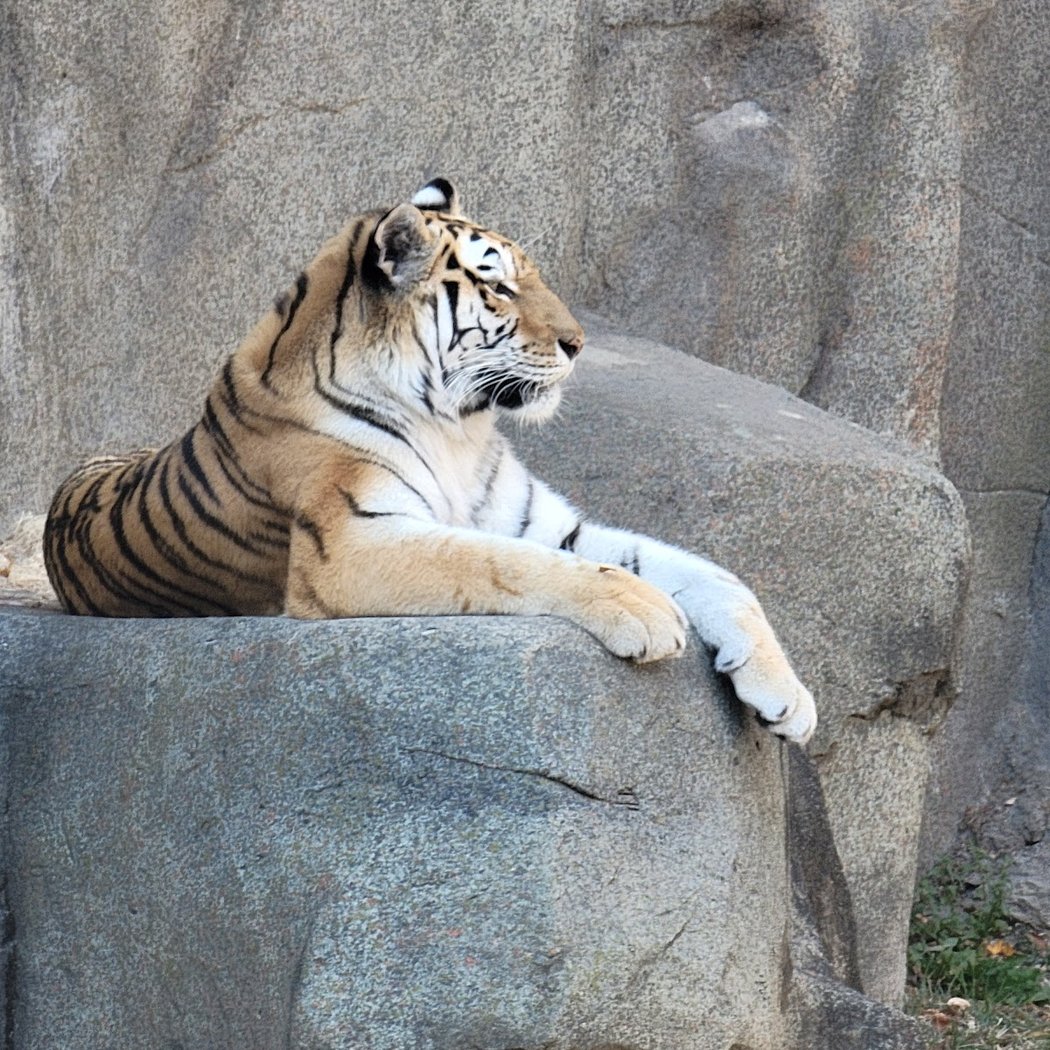 Brookfield Zoo Chicago 1