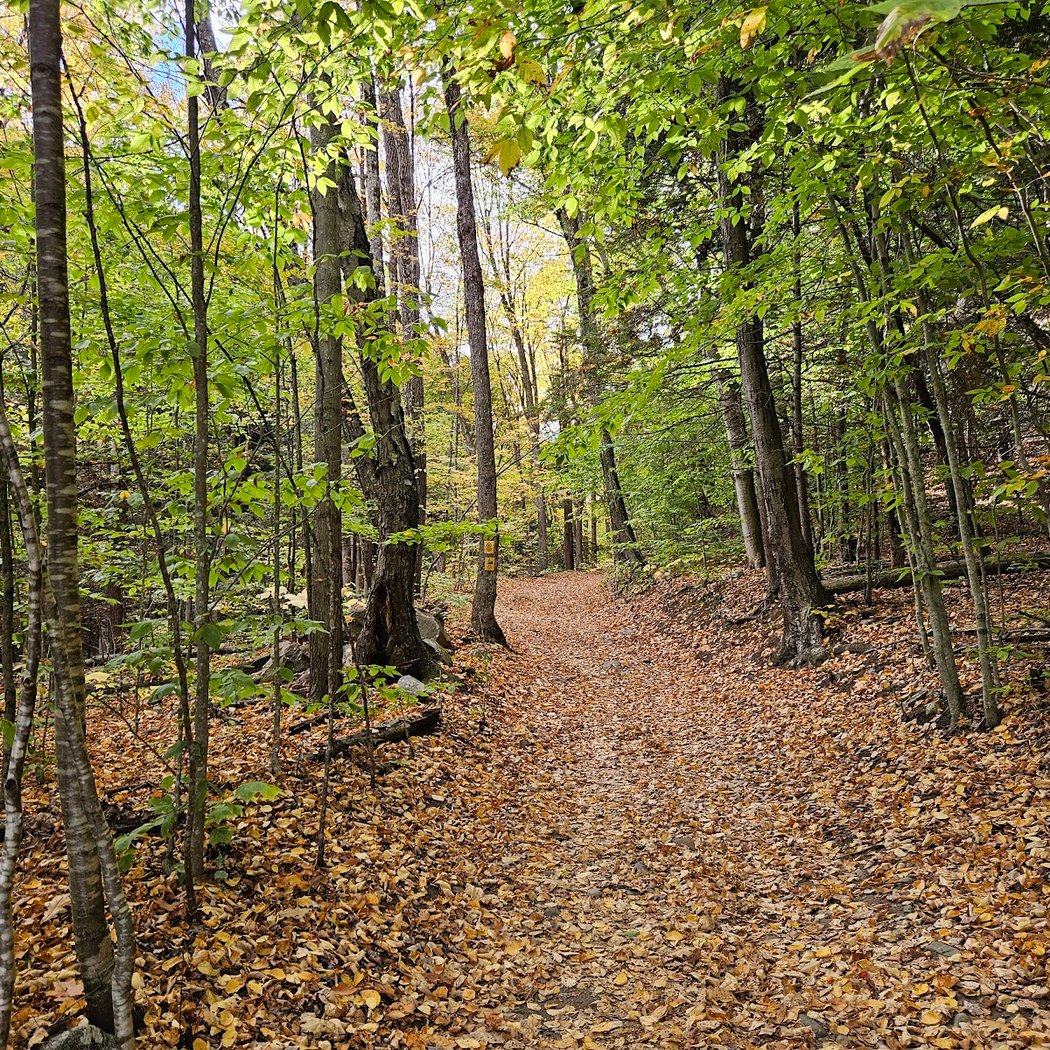 Graphite Range Community Forest 1