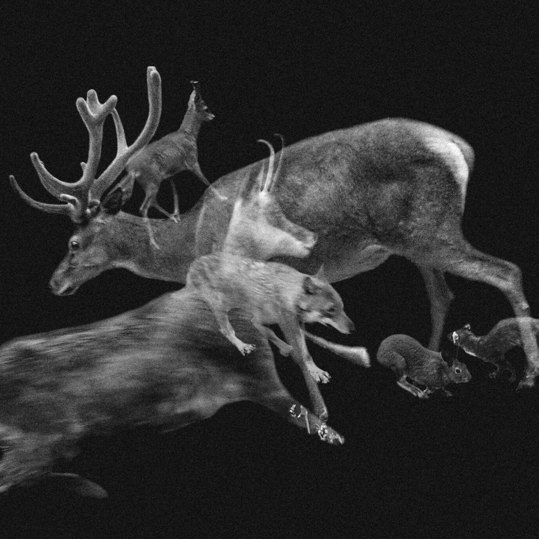 Comment habiter encore le monde avec le sauvage 1