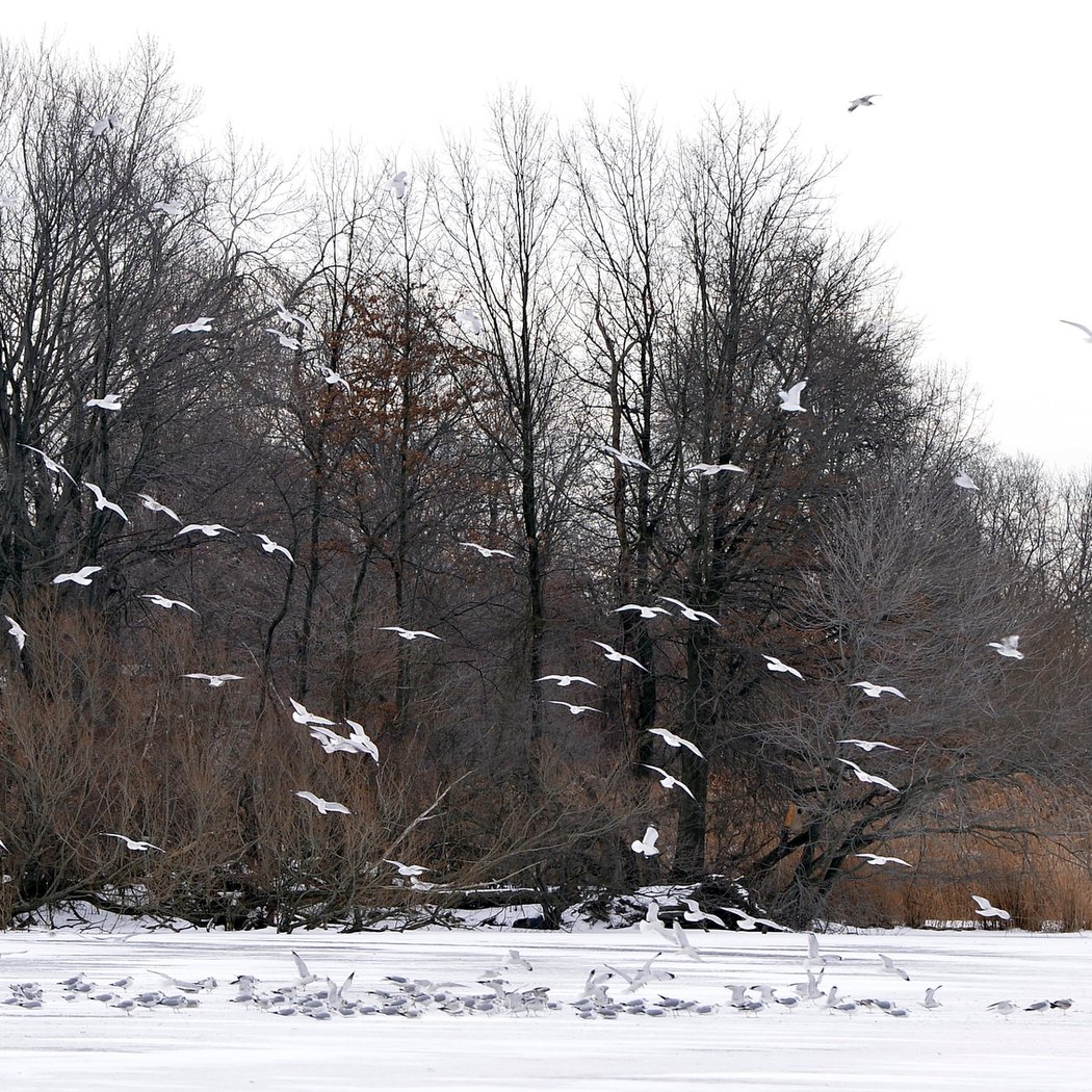 The Great Backyard Bird Count 1