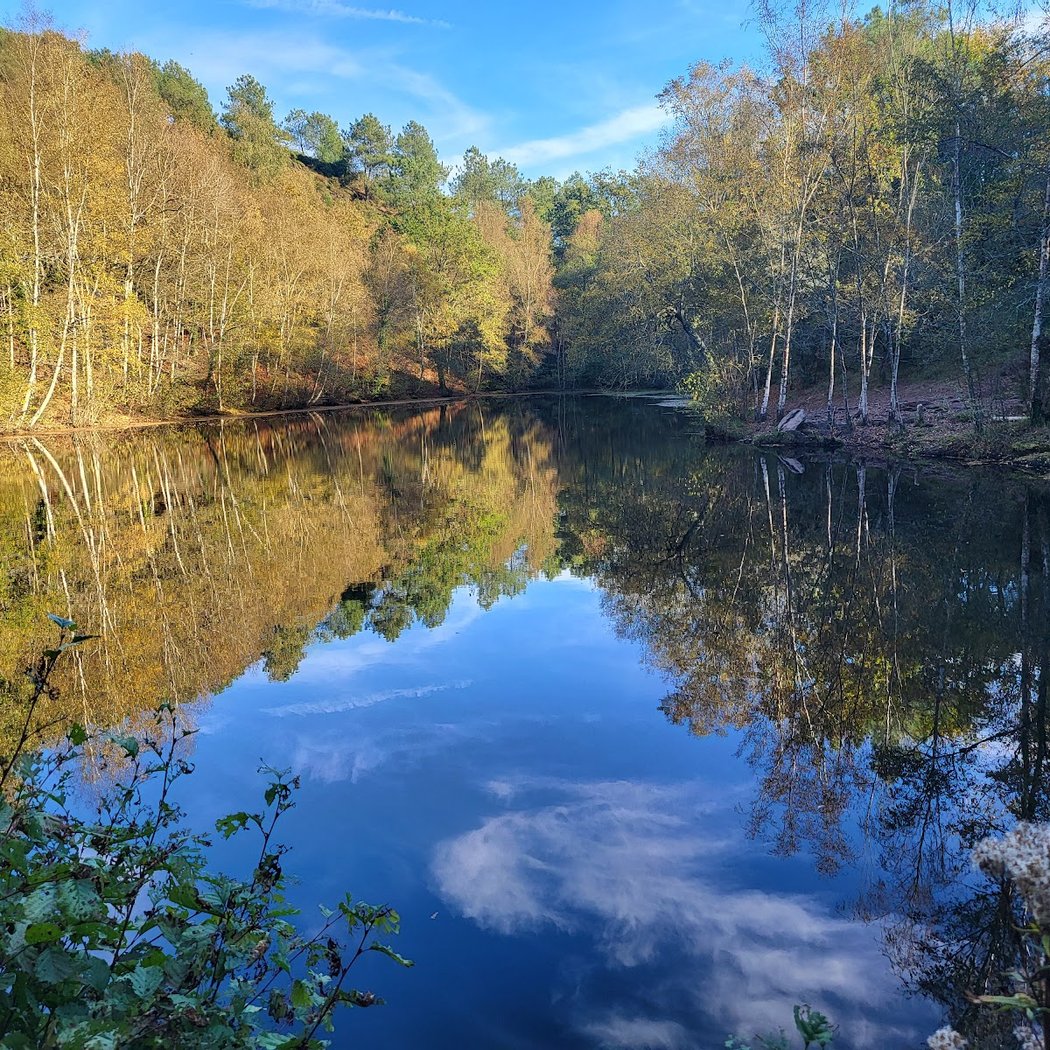 Brocéliande Forest 1