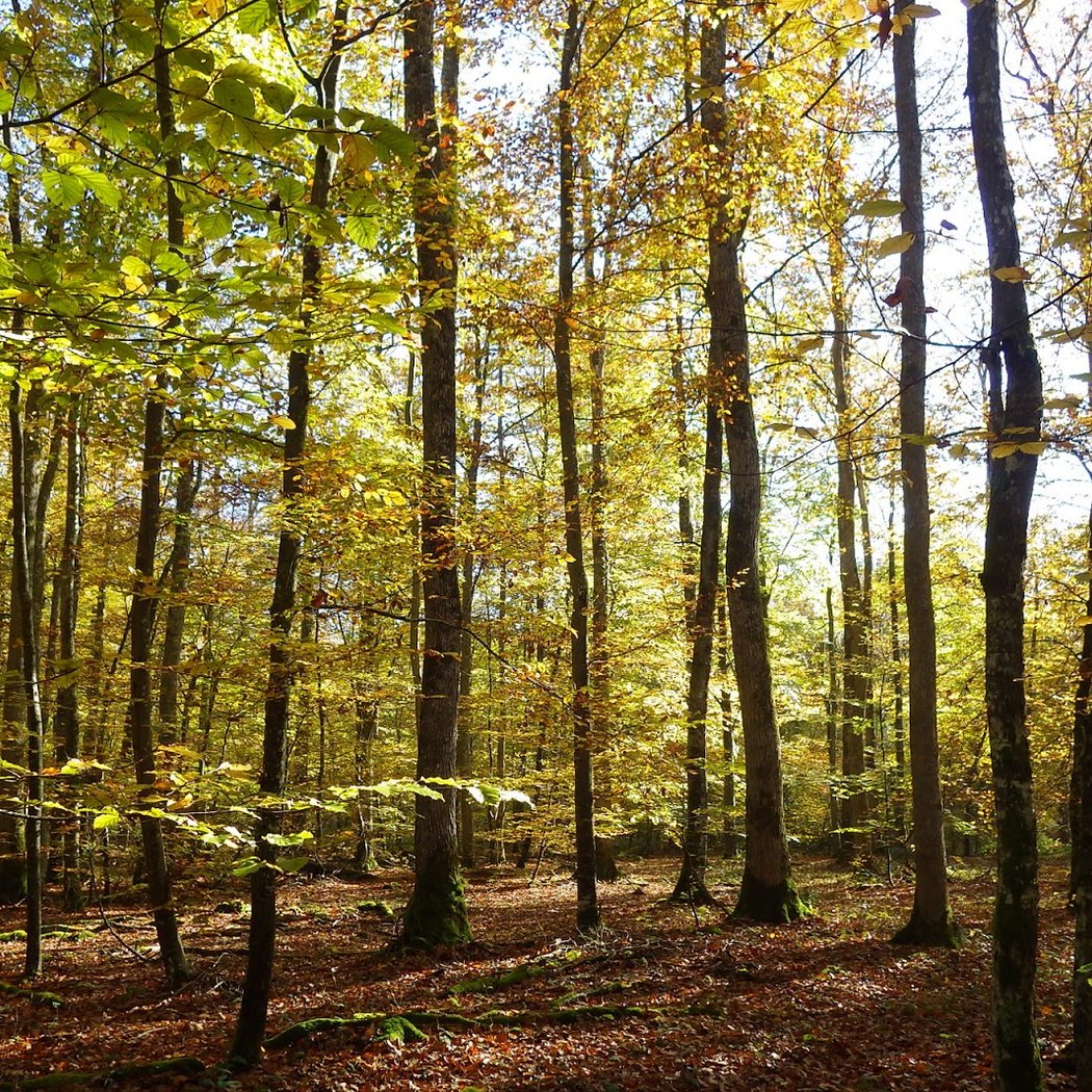 Parc Normandie-Maine 1