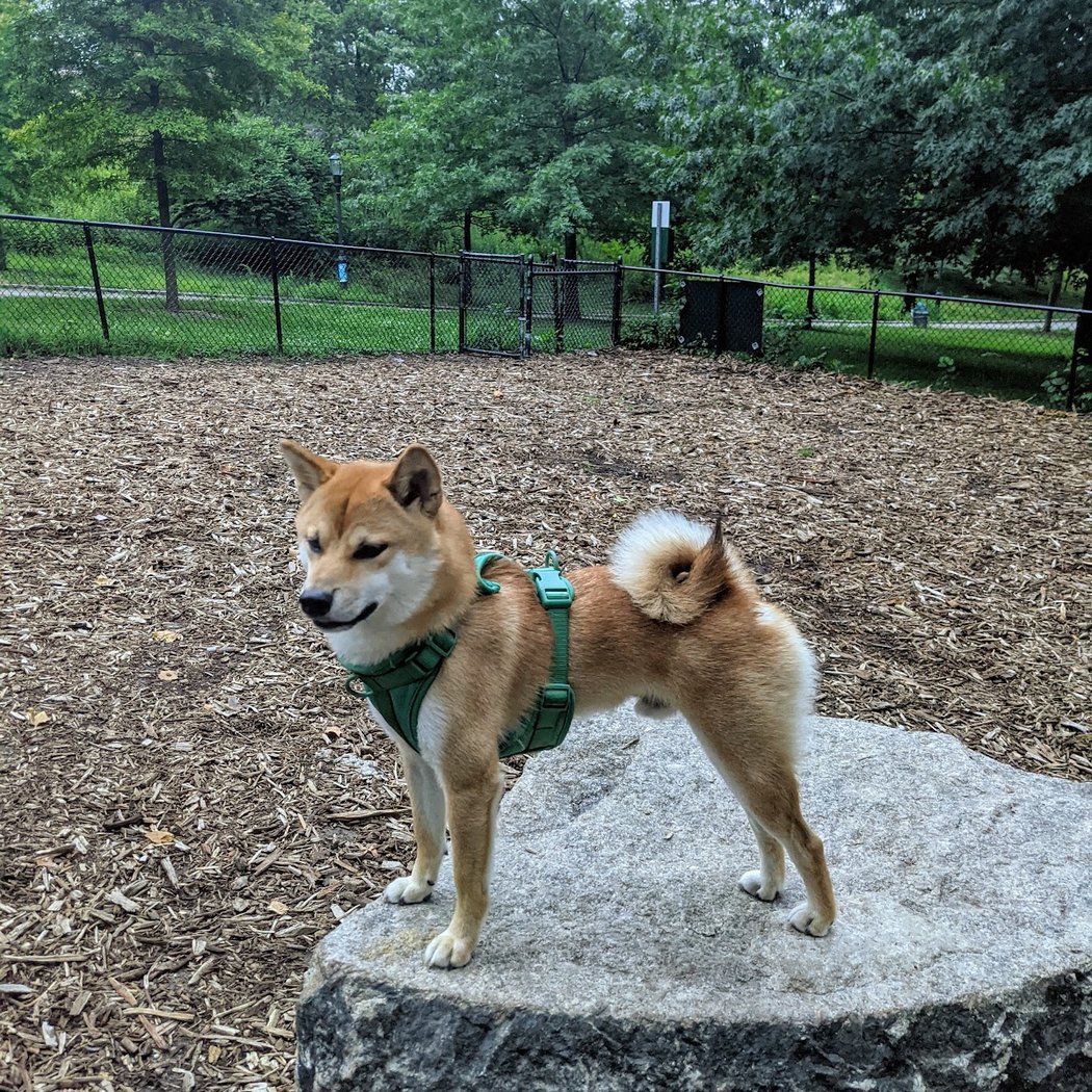 Franz Sigel Dog Run 1