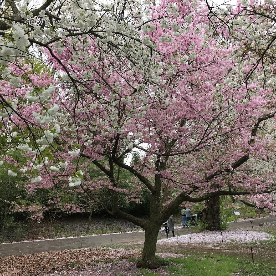 Sakura Matsuri 3