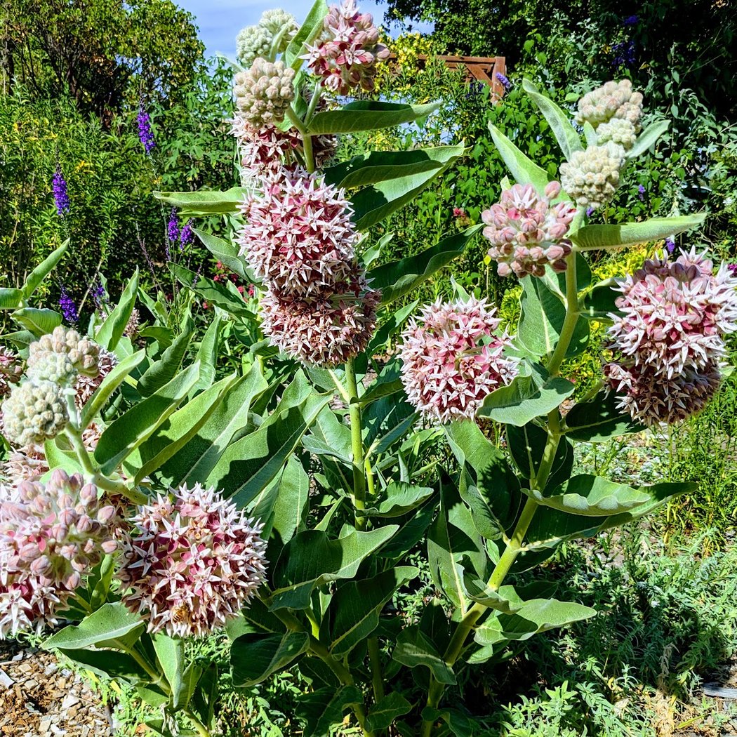 Quarry Lakes Demonstration Garden 3