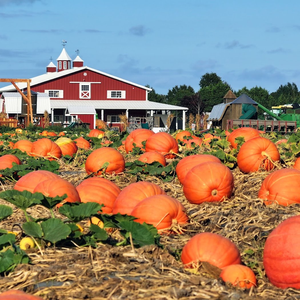 Hank's Pumpkintown 1