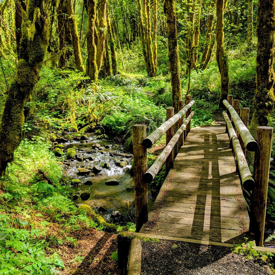 Beazell Memorial Forest 1