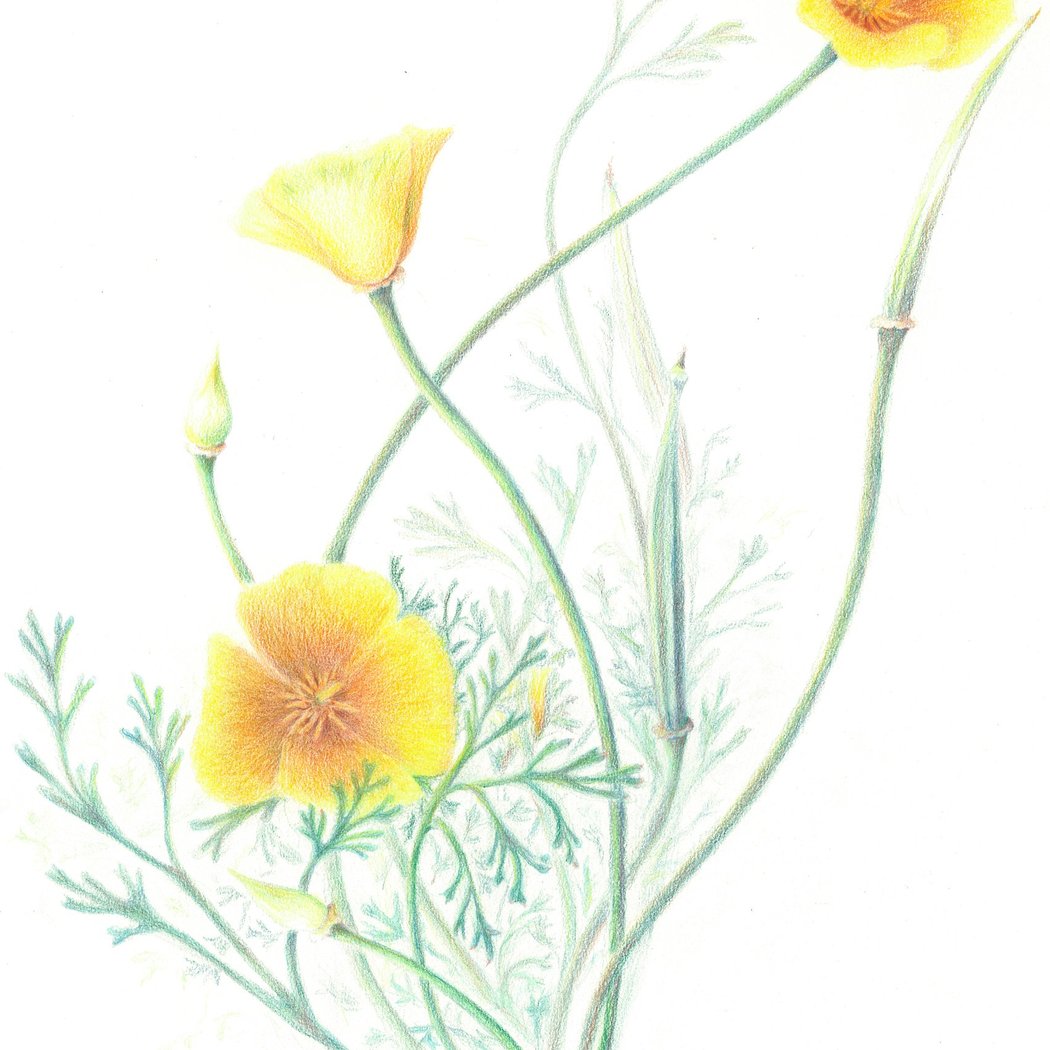 Colored Pencil with Nina Antze 1