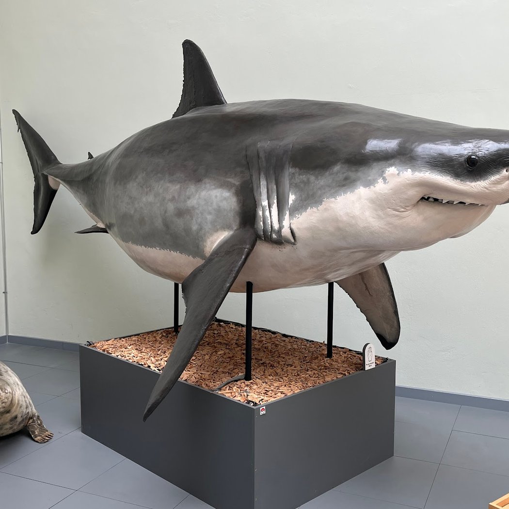 Naturéum - département de zoologie 2
