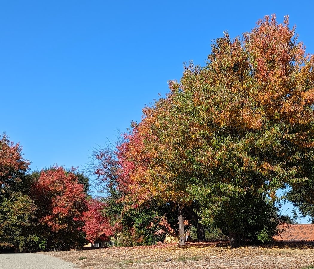 Millbrae Spur Trail 1
