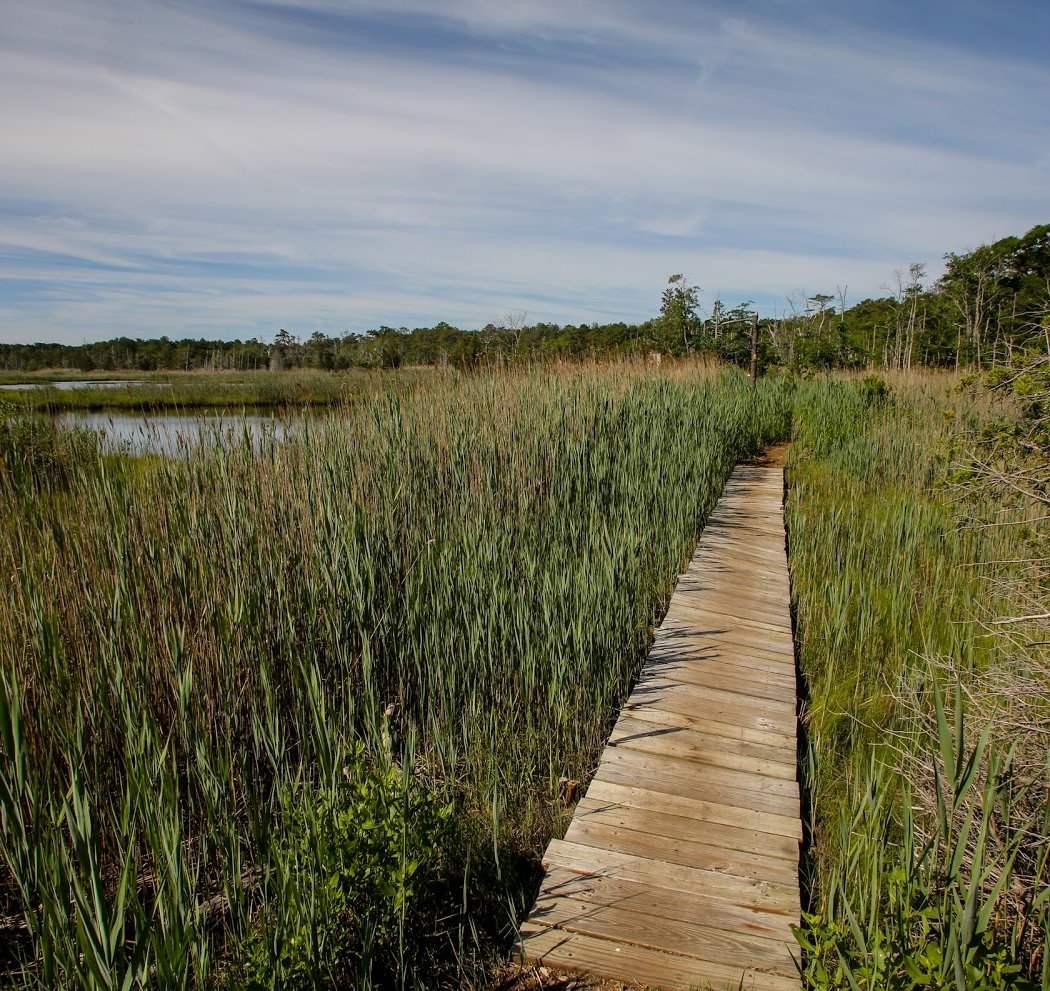 Cattus Island County Park 1