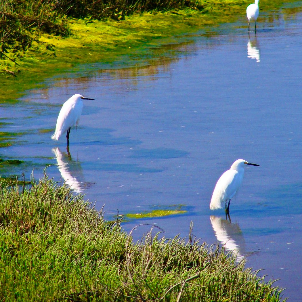 Bolsa Chica Stewards Habitat Restoration 3