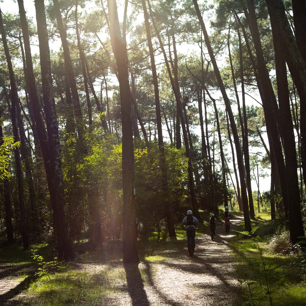 Health walk in the Pignada forest 1