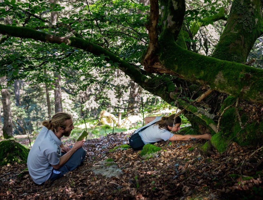 Les Vieilles Forêts sous le regard des scientifiques 1