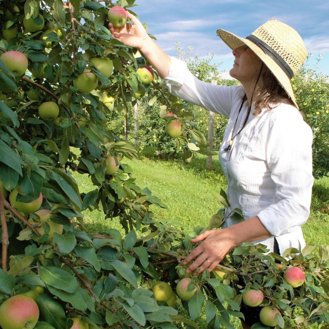 Apple Picking at Meadowbrook Orchards 1