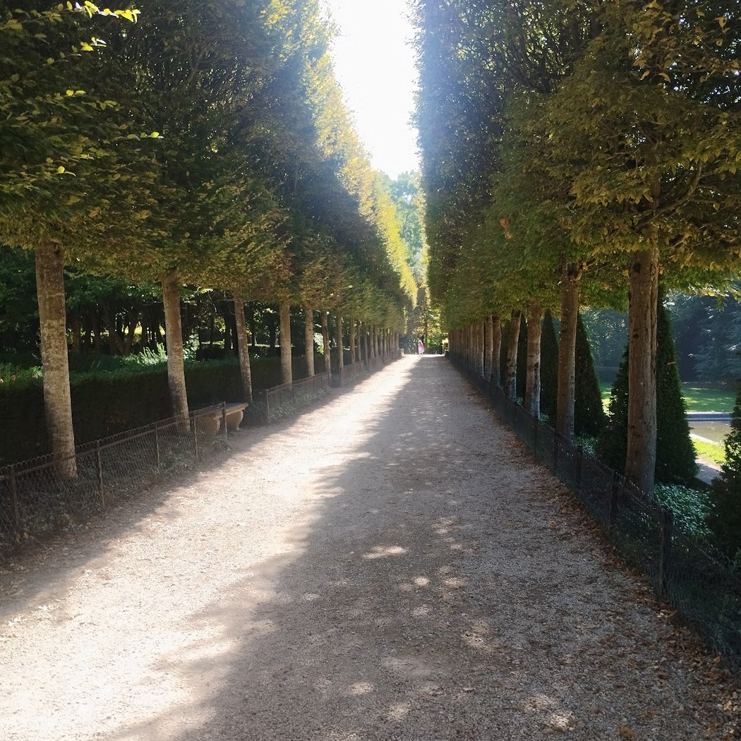 Hornbeam alley 1