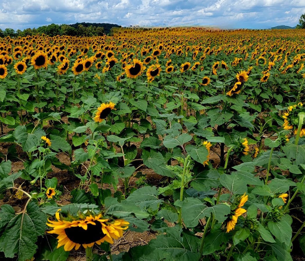 Sunflower Festival 2