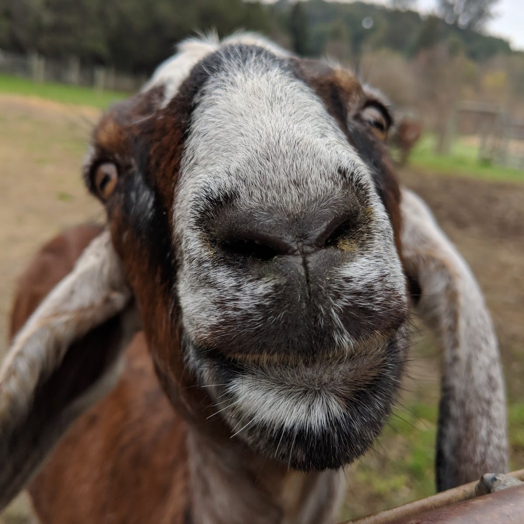 Sunday Farm Open House & Wildcraft Kids Classes 3