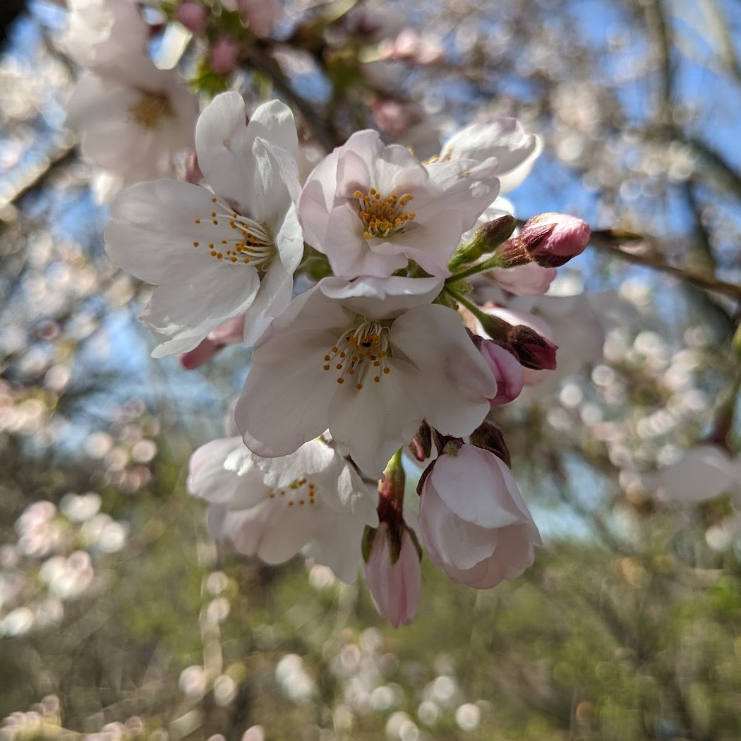 Crabapple Grove Riverside Park 1
