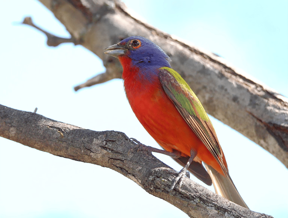 1st Saturday Bird Walk