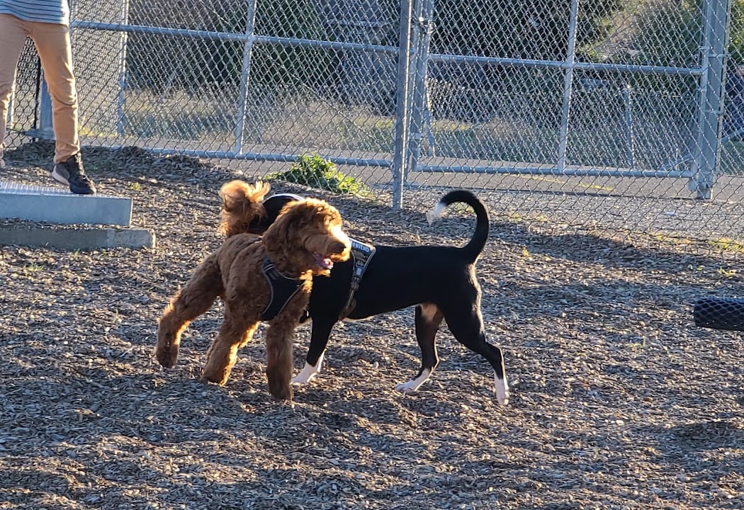 Del Mar Dog Park (Off-leash, open dawn-dusk) 2