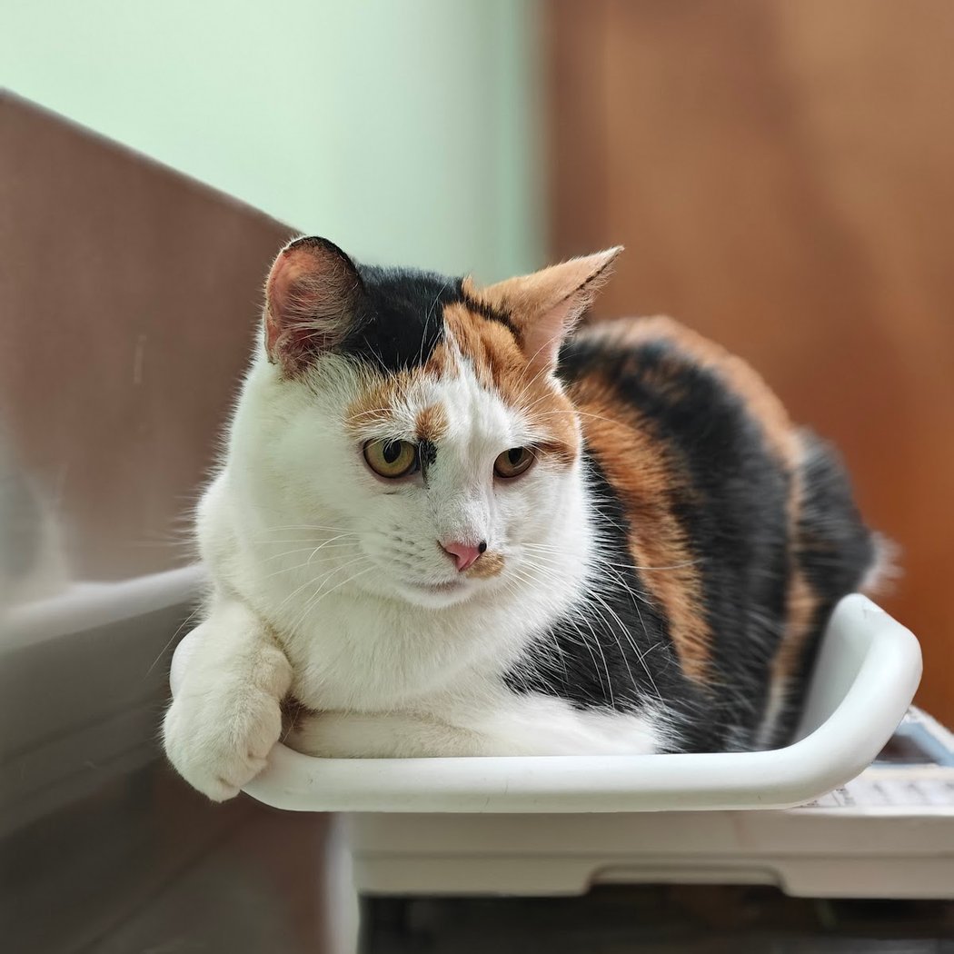 Community Animal Care 1