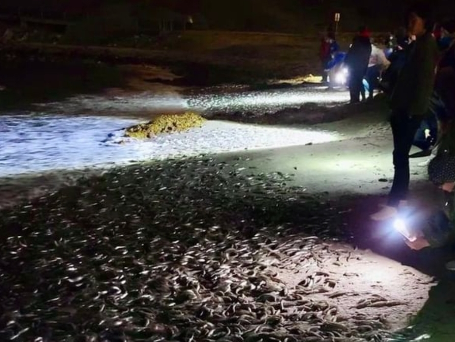 Grunion Run Guided Program & Bonfire 3