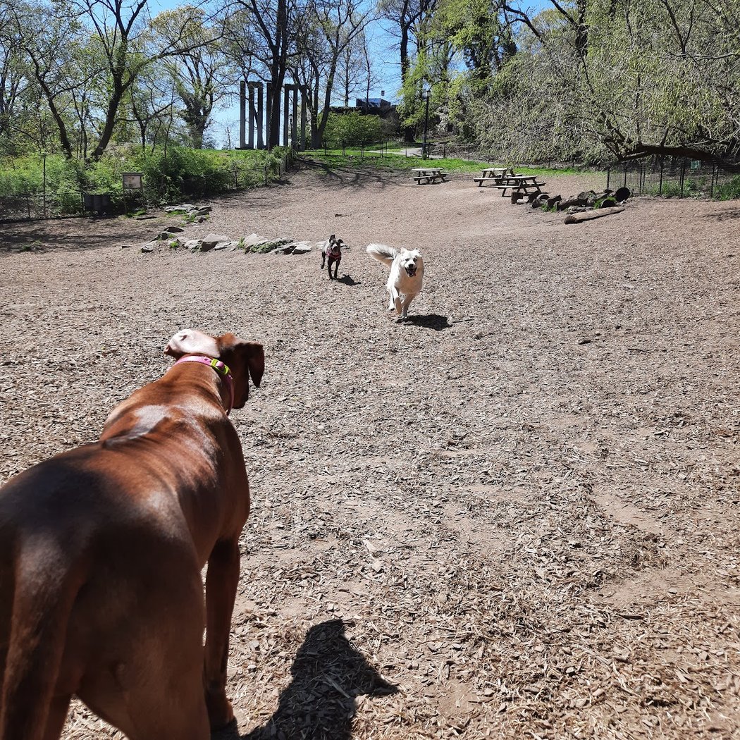 Sir William's Dog Run 1