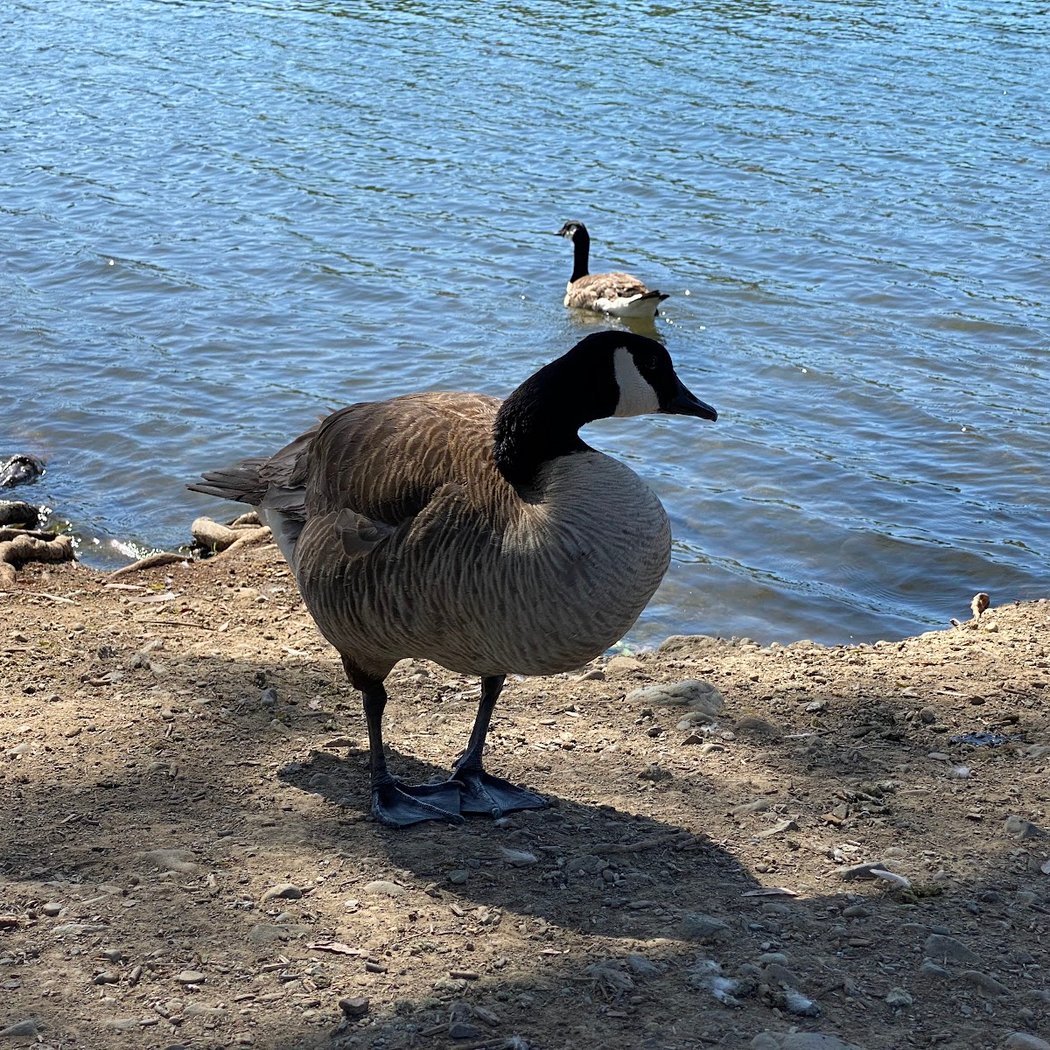 Birdathon 1