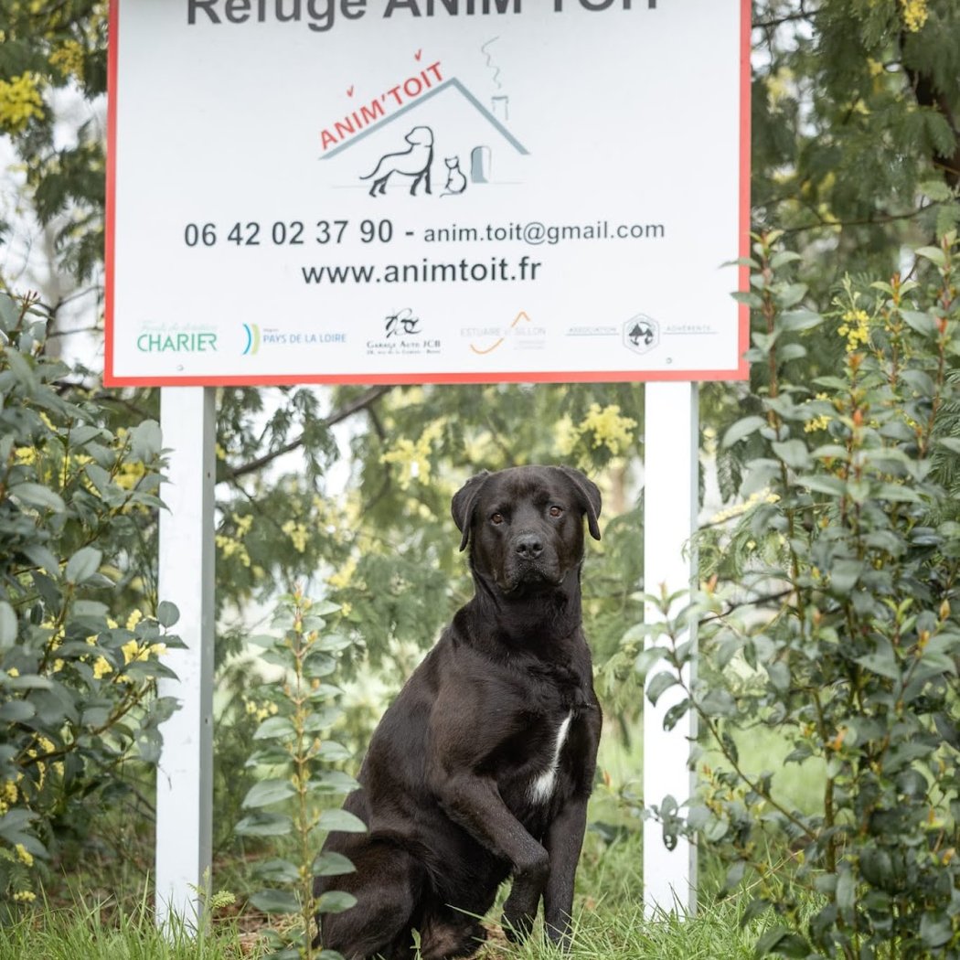 Noël des animaux 1