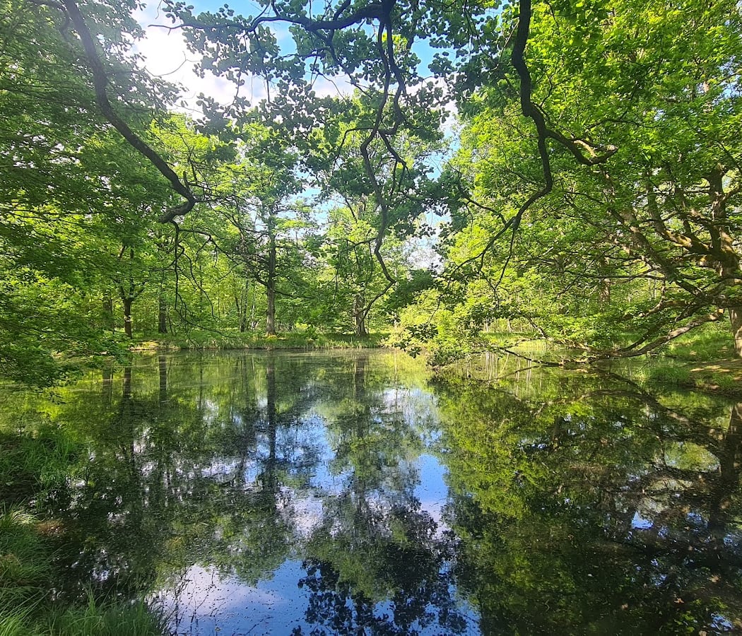 Nuits des Forêts 2025 1