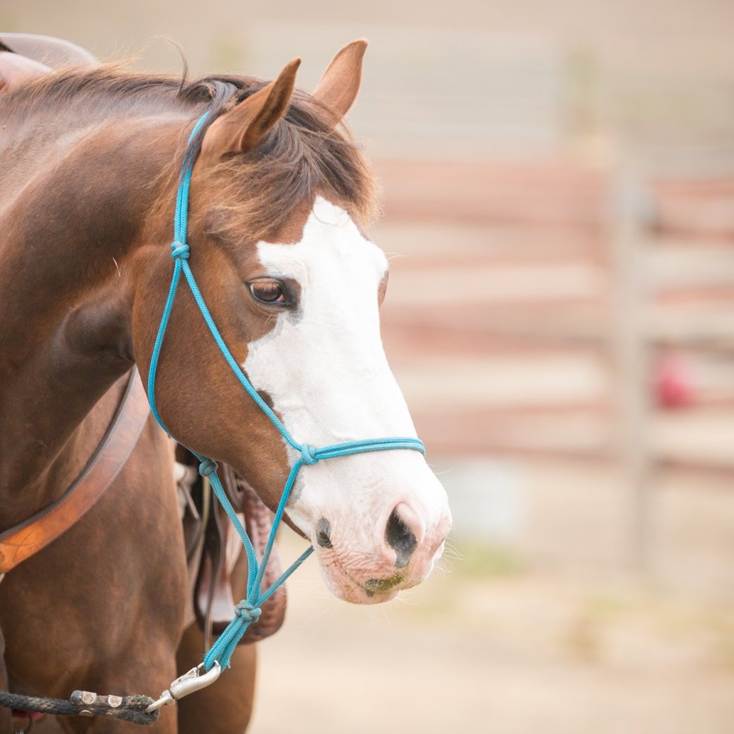 Horse N Around Trail Rides 2