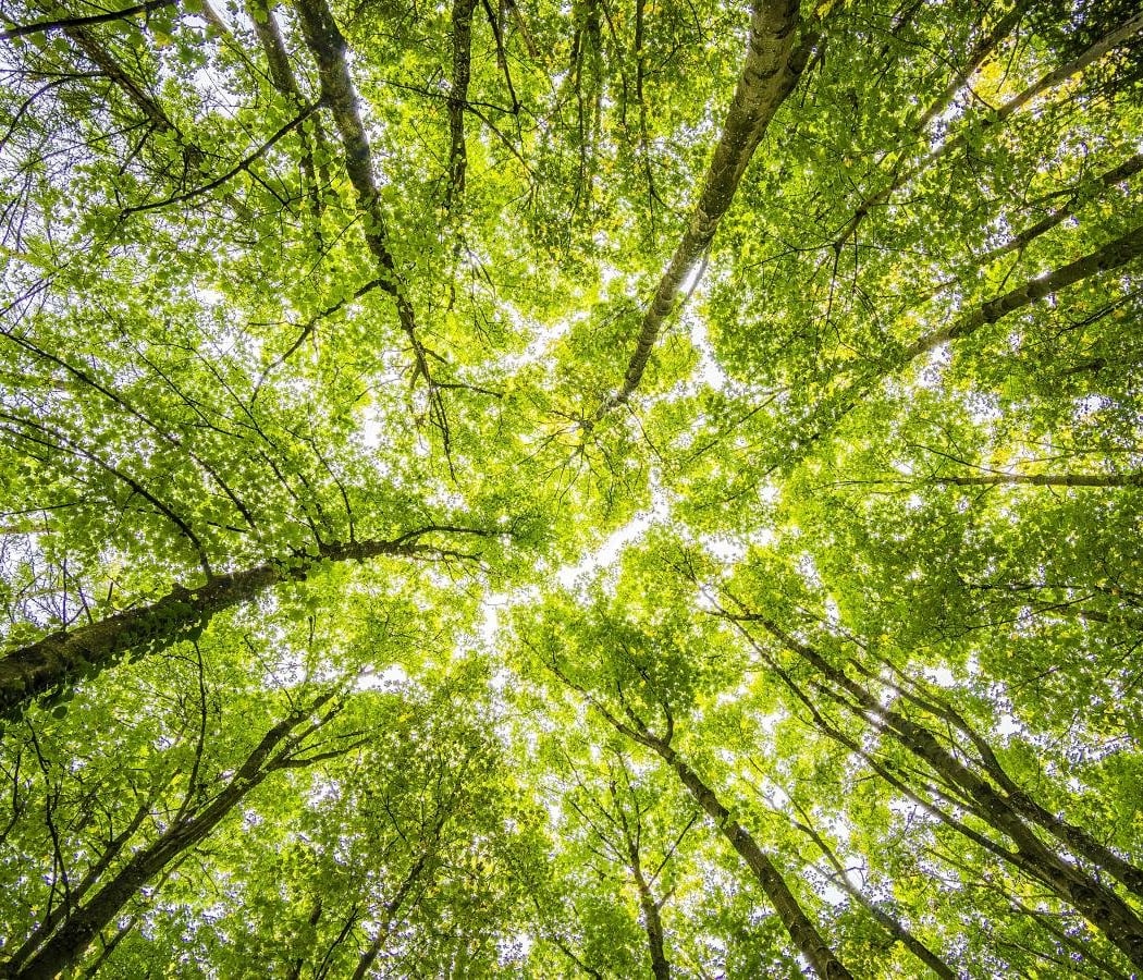 Forest Bathing 1
