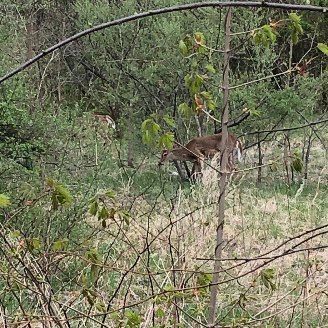 Jones Woods Park 2